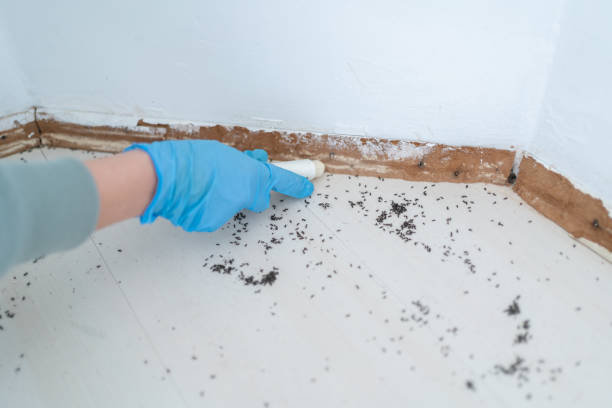 Best Pest Prevention Services  in Basin, WY